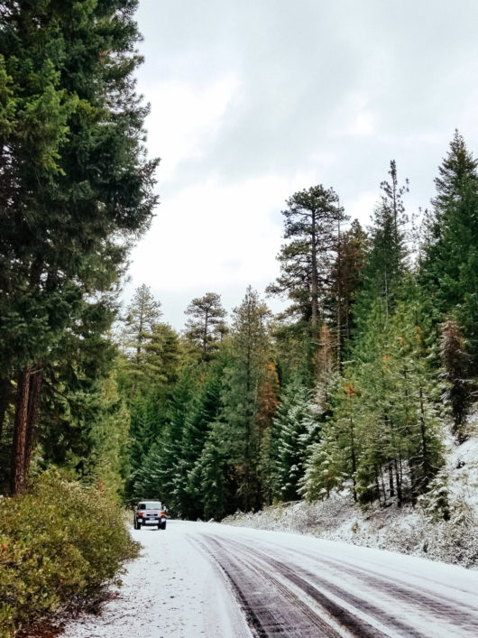 Our beloved family tradition of hunting for a Christmas tree