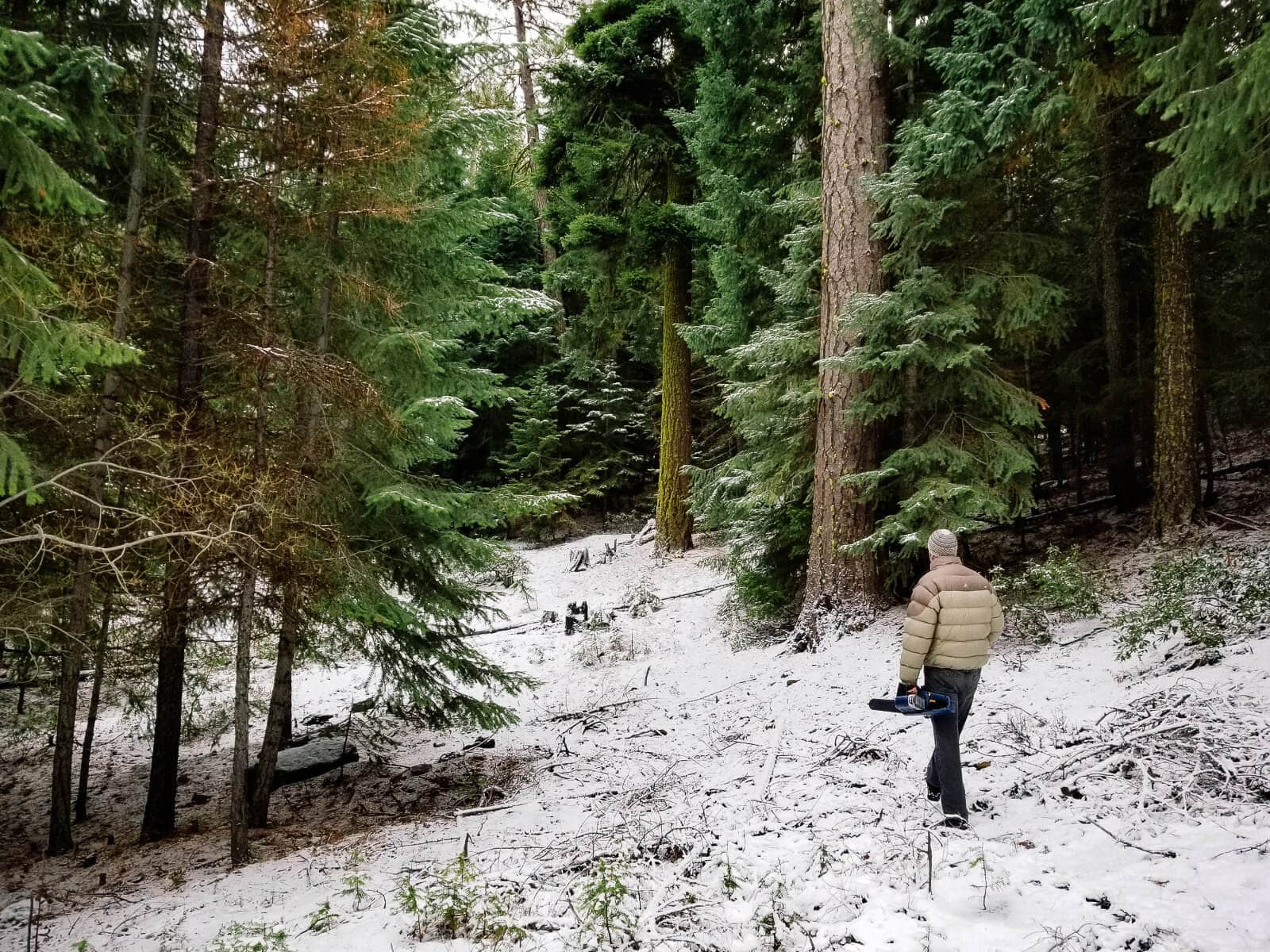 Hunting for a Christmas tree in Central Oregon