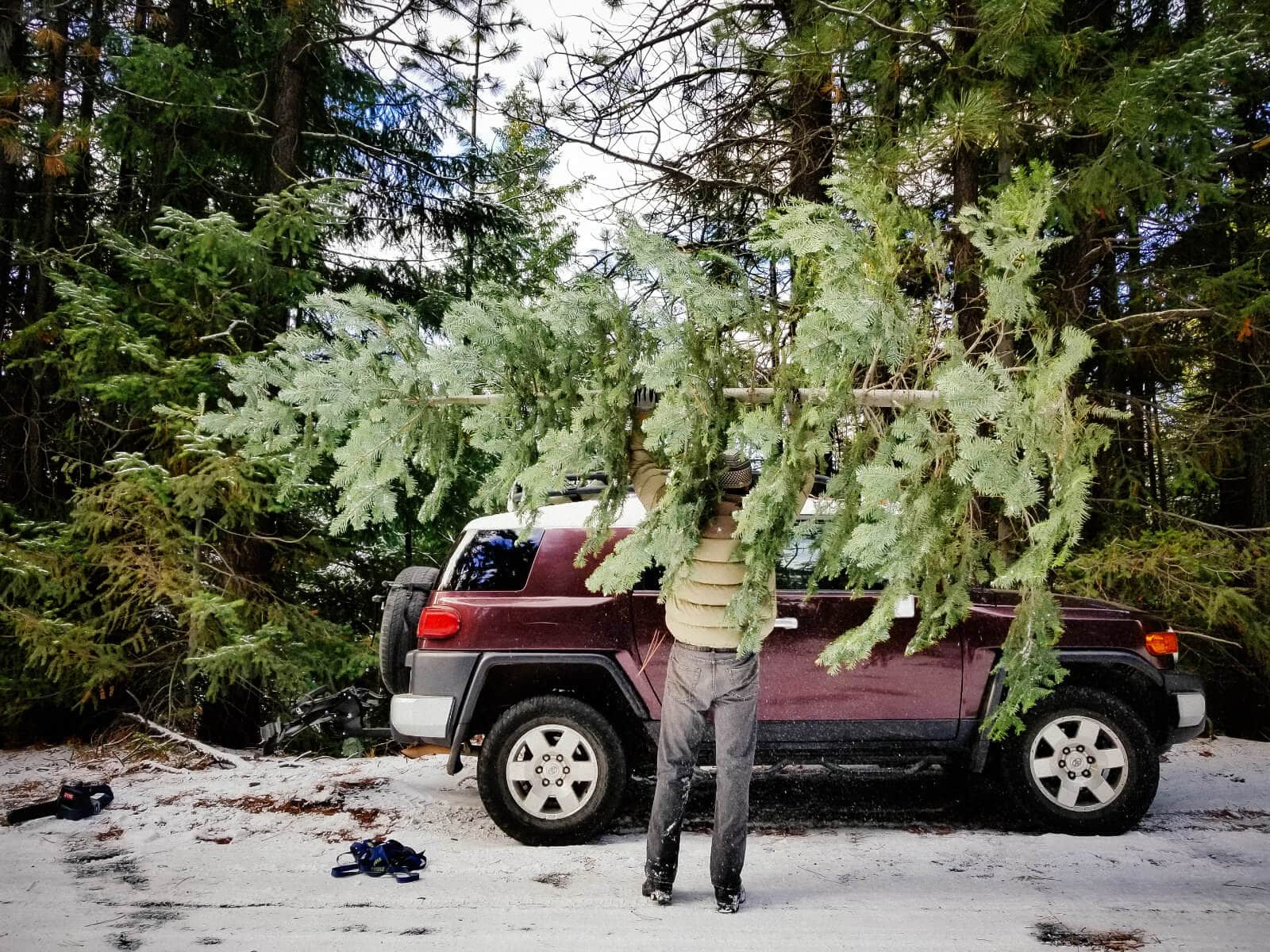 This year's Christmas tree from Deschutes National Forest