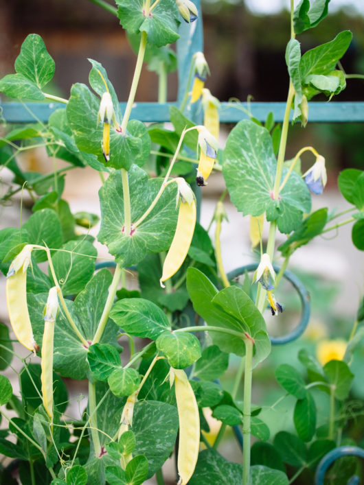 Golden Sweet snow peas on the vine