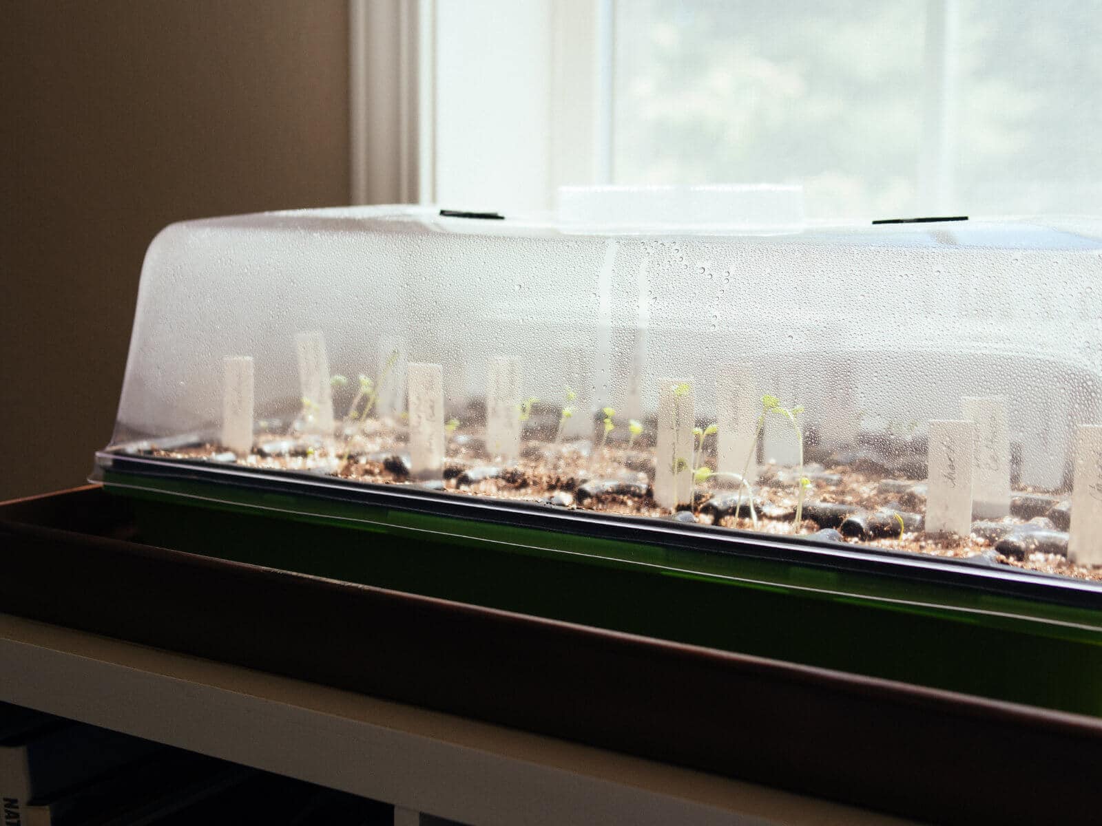 Seedlings gaining warmth from their mini greenhouse by the window