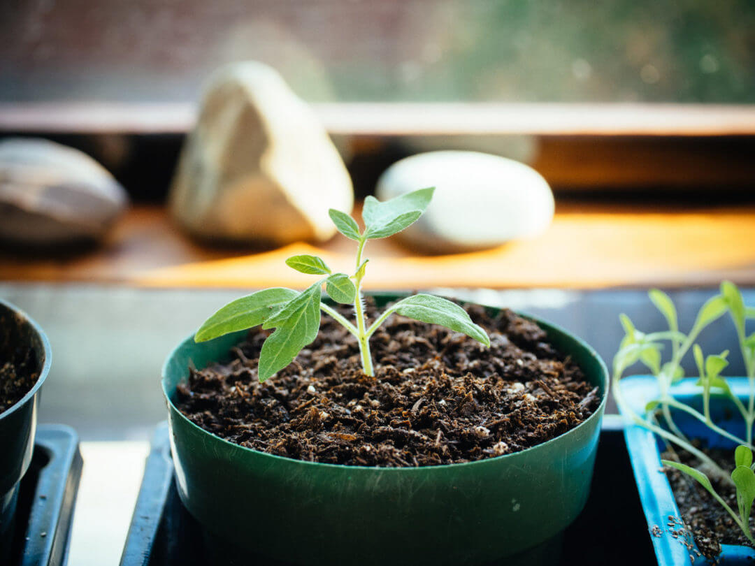 The Beginner’s No-Fail Guide to Starting Seeds Indoors – Garden Betty