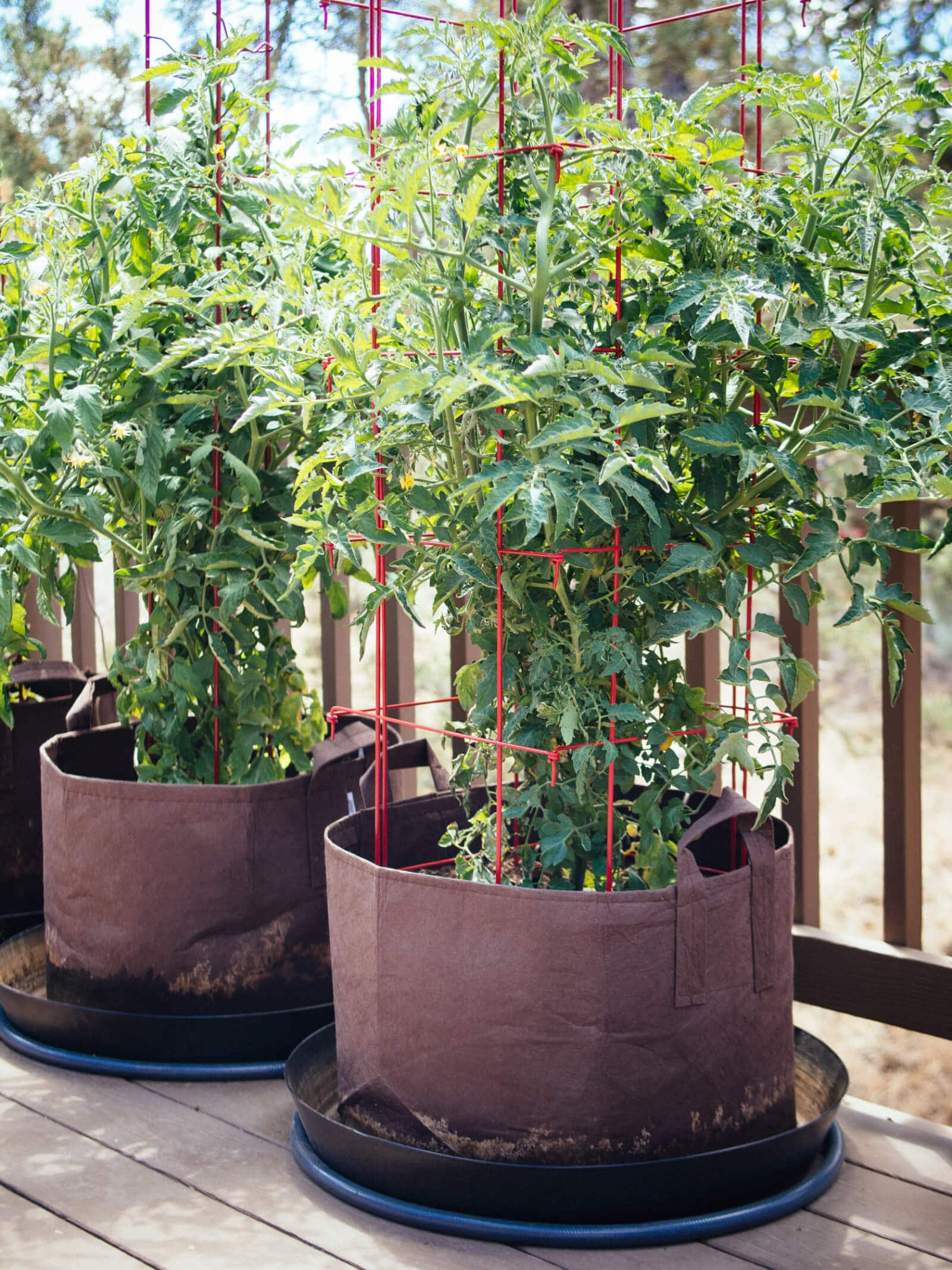 Grow tomato plants in 15-gallon containers or larger