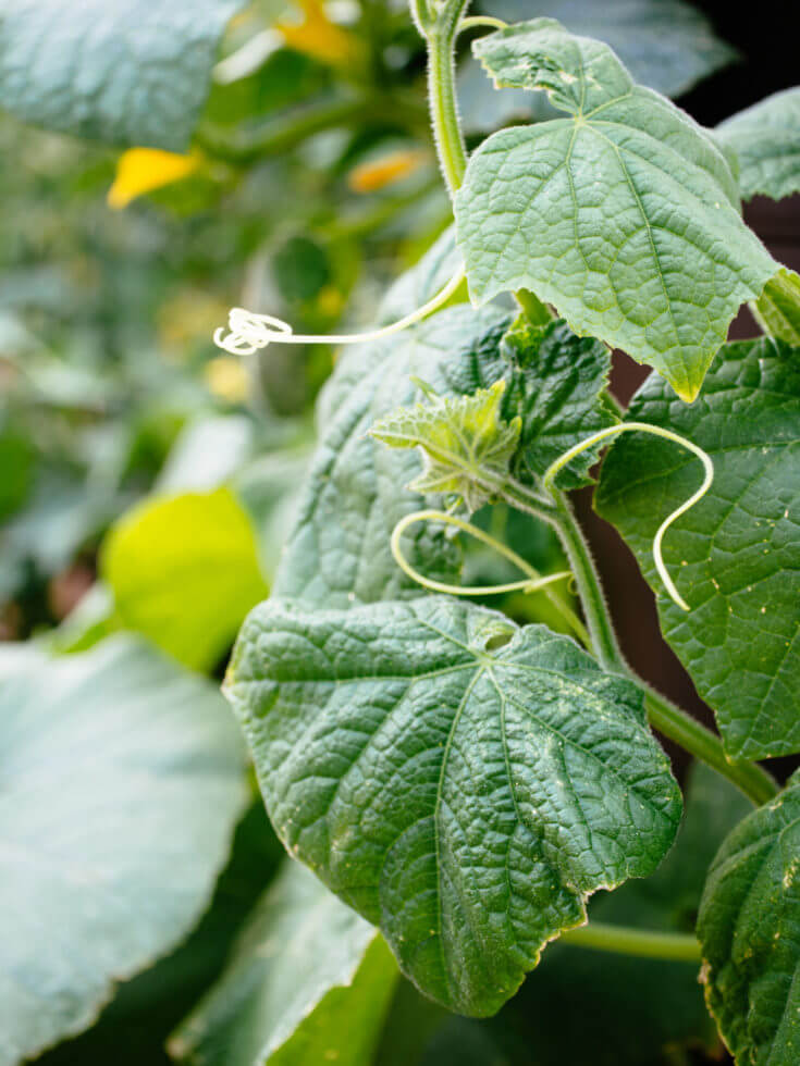 How to Find the Root Depth of Vegetables (Chart Included) – Garden Betty