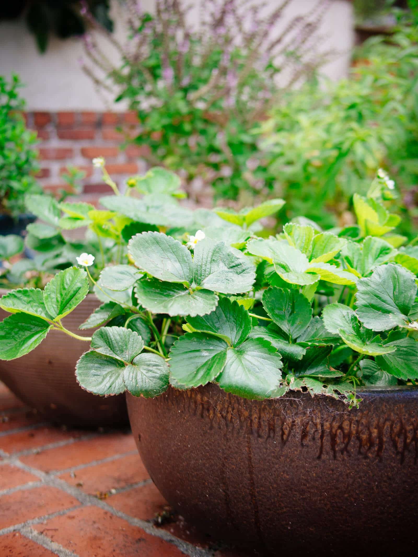 Strawberry plants do well in wide, shallow containers