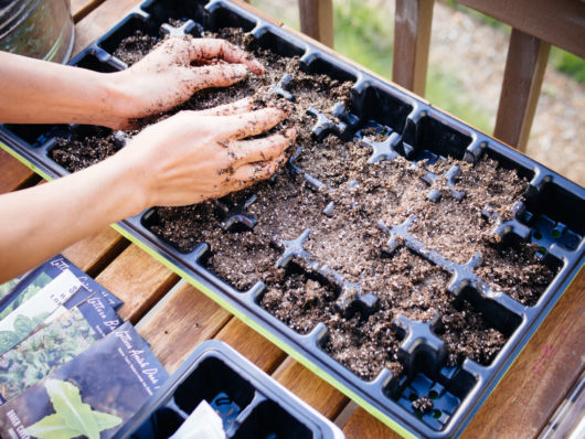 Starting seeds in early spring