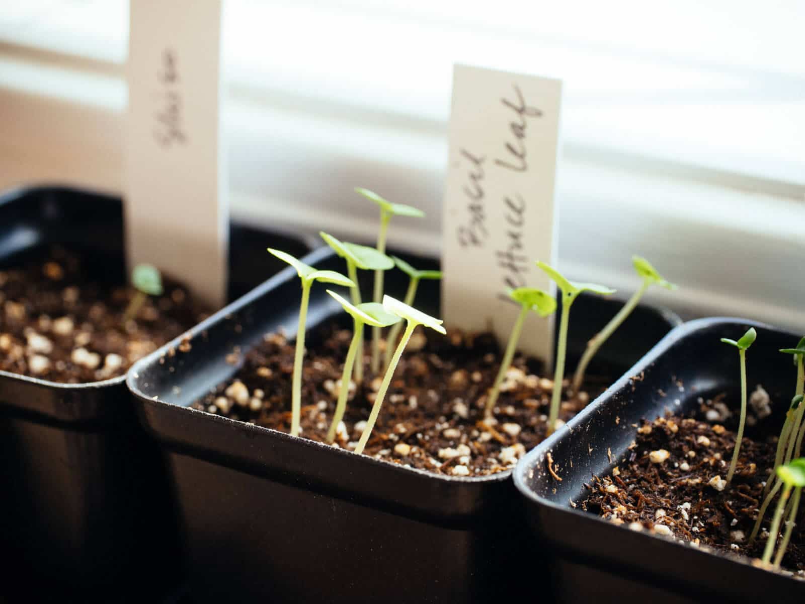 Seedlings started indoors before the last frost