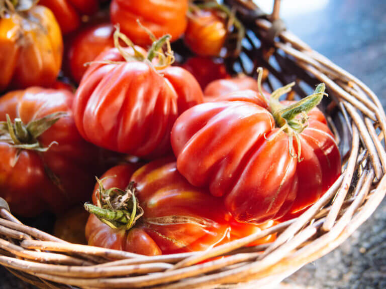 Grow Tomatoes Like a Boss With These 10 Easy Tips