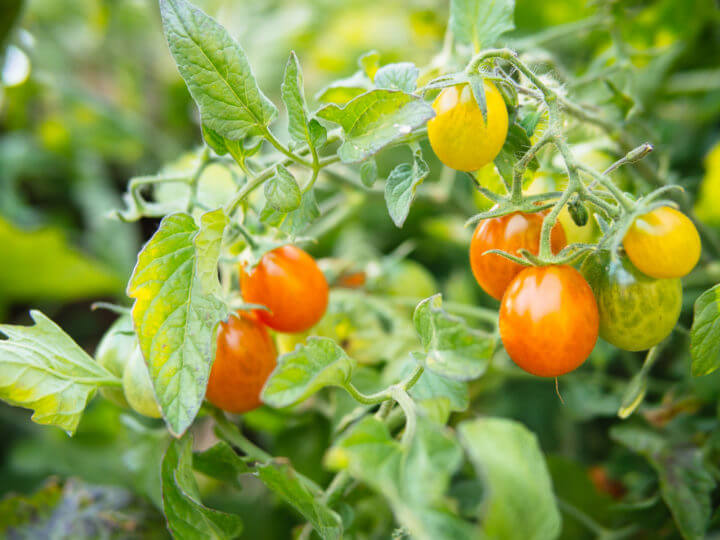 Grow Tomatoes Like A Boss With These 10 Easy Tips – Garden Betty