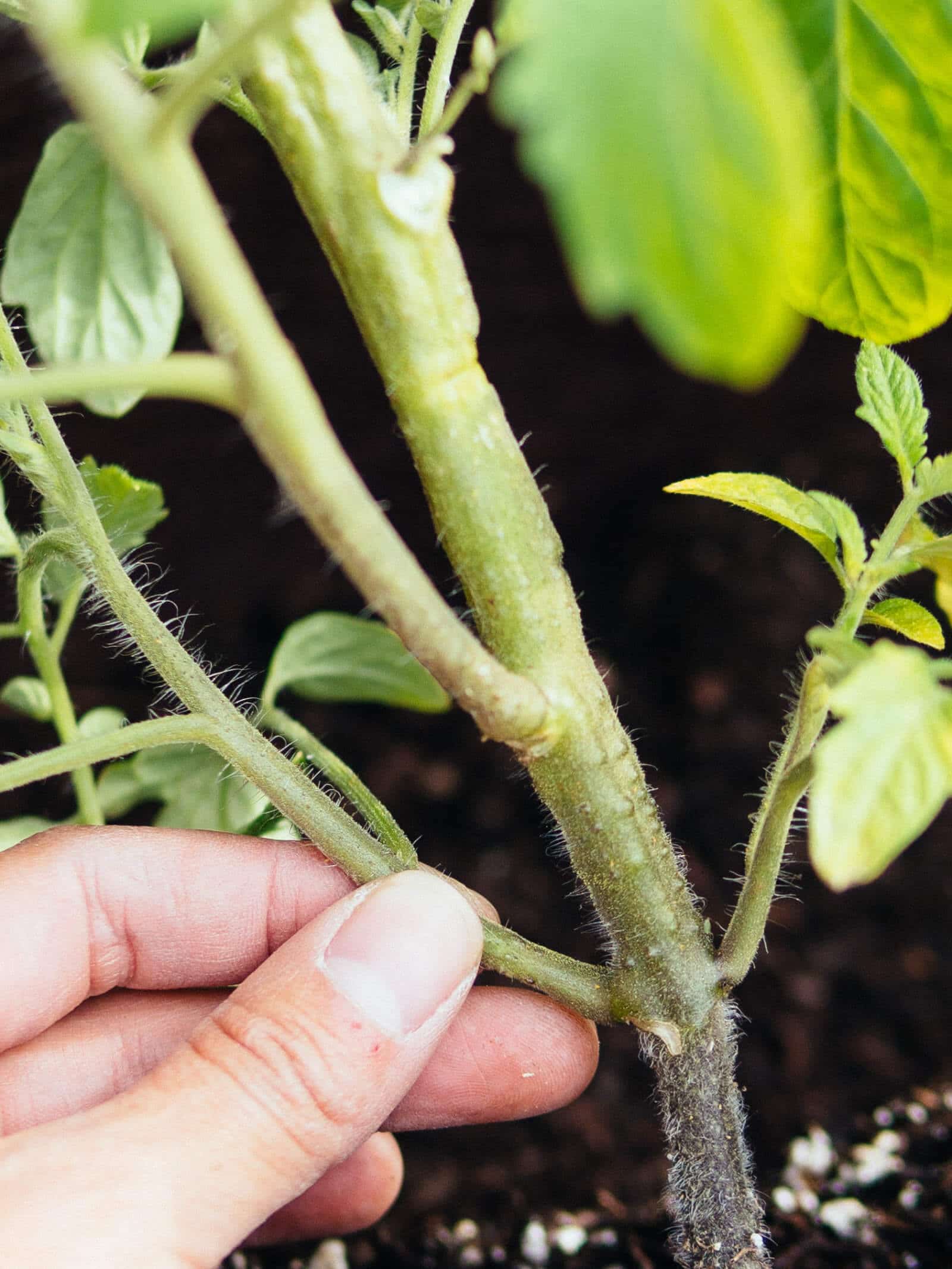 Bury the stems of your tomato plants