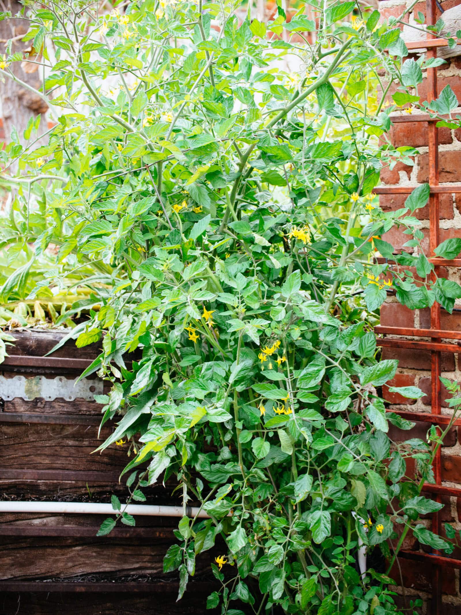 Choose a location with full sun for your tomato plants