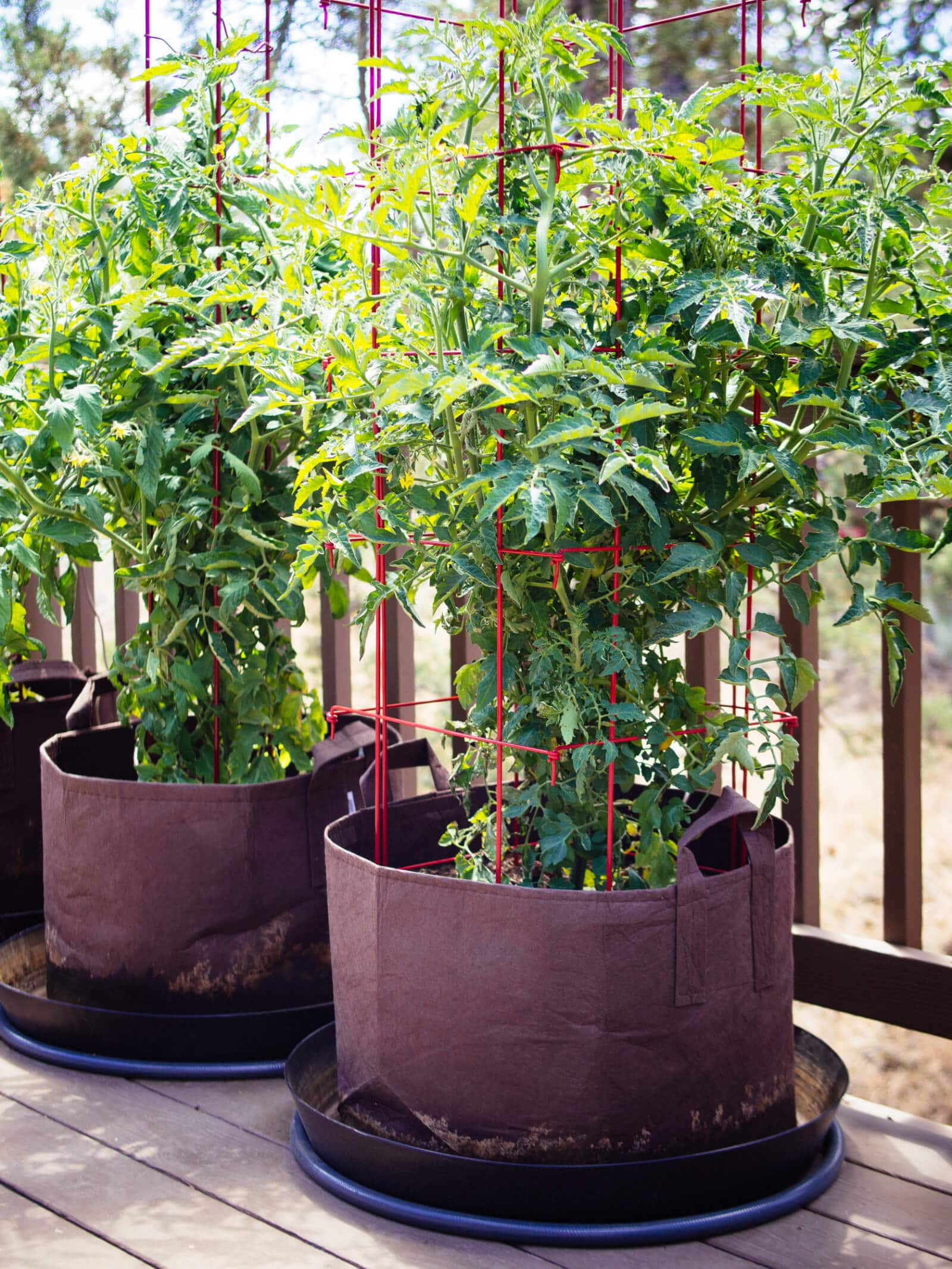 Allow ample space for growing your tomato plants
