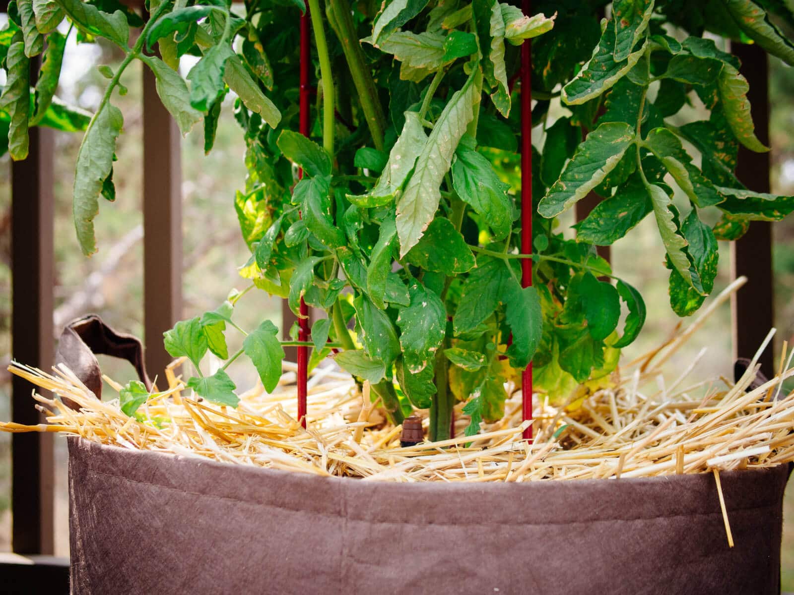 Mulch the soil around your tomato plants