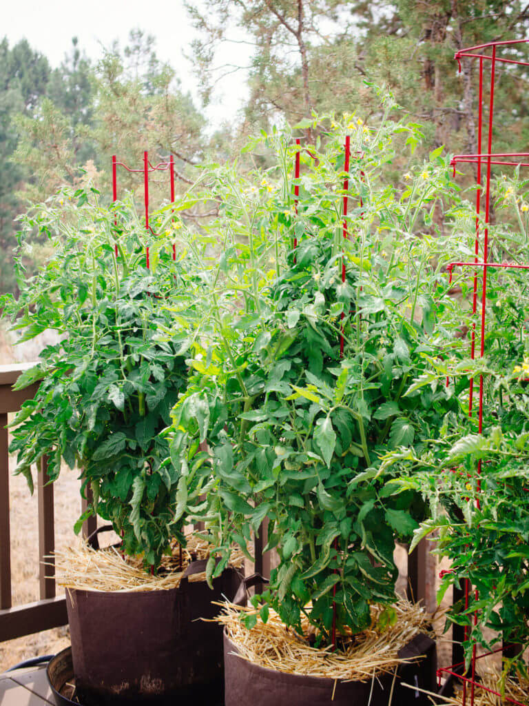 How to Grow Tomatoes in Pots—Even Without a Garden