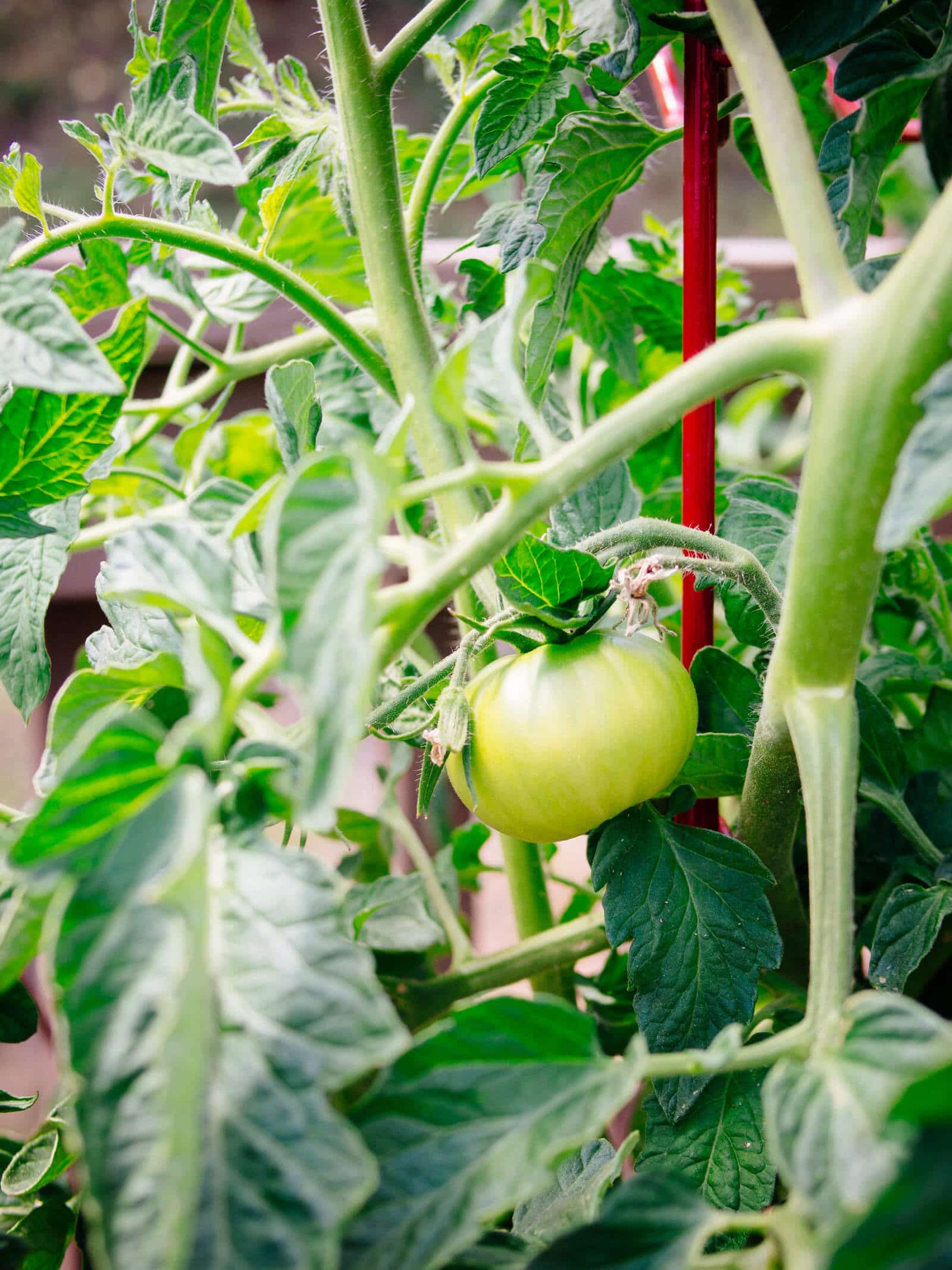 Grow indeterminate tomato plants in pots