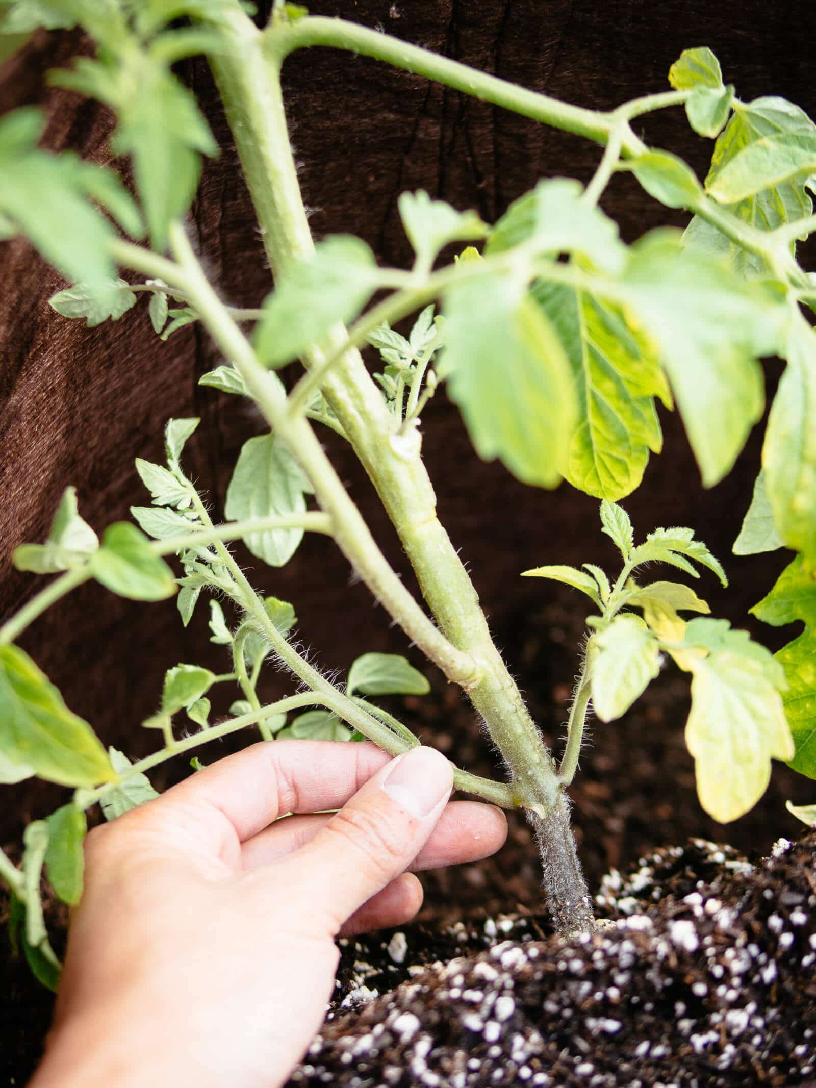 Trim off the lowest sets of leaves and bury the stem of the tomato plant