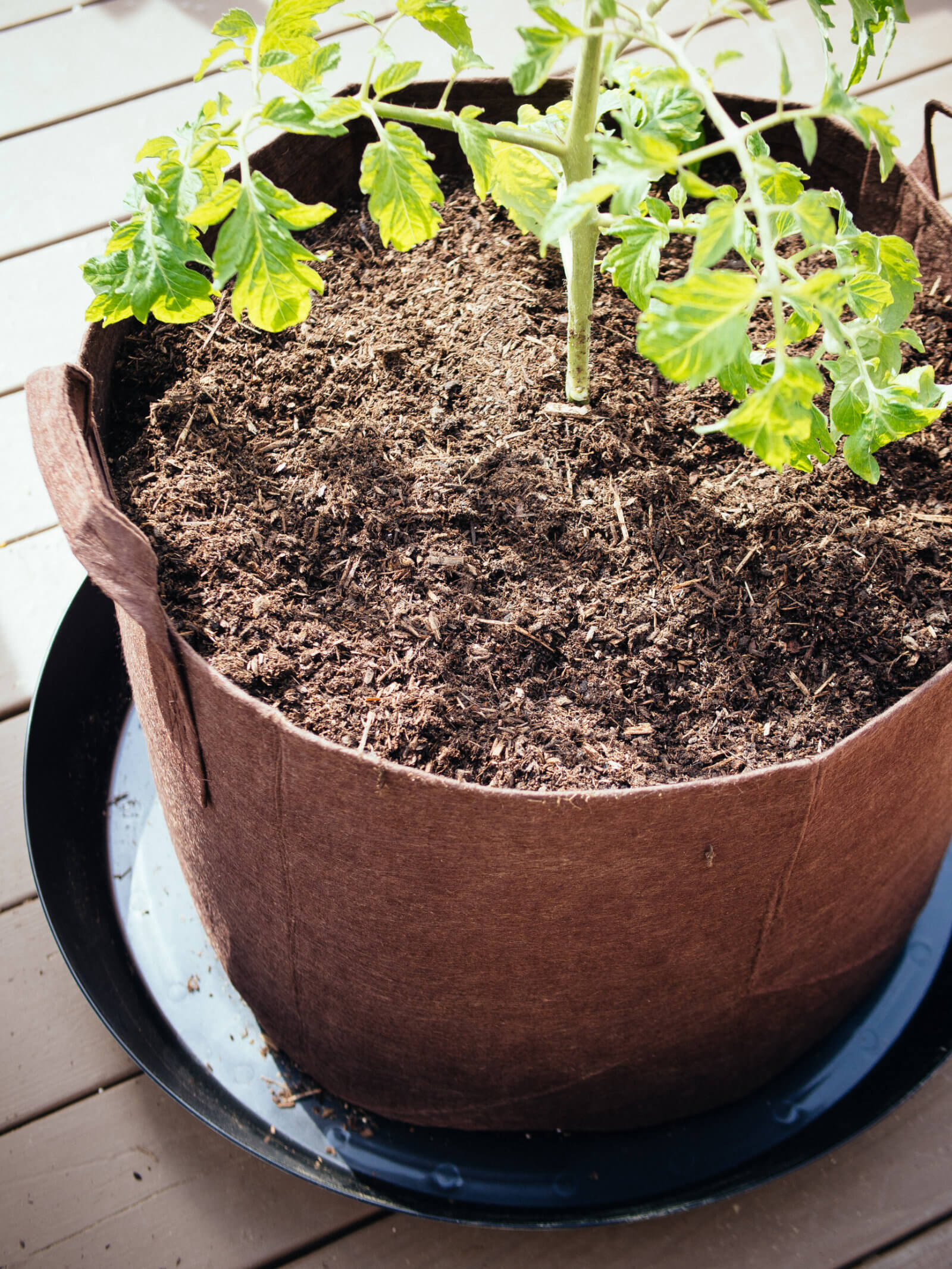 Use high-quality potting soil for growing tomatoes in containers
