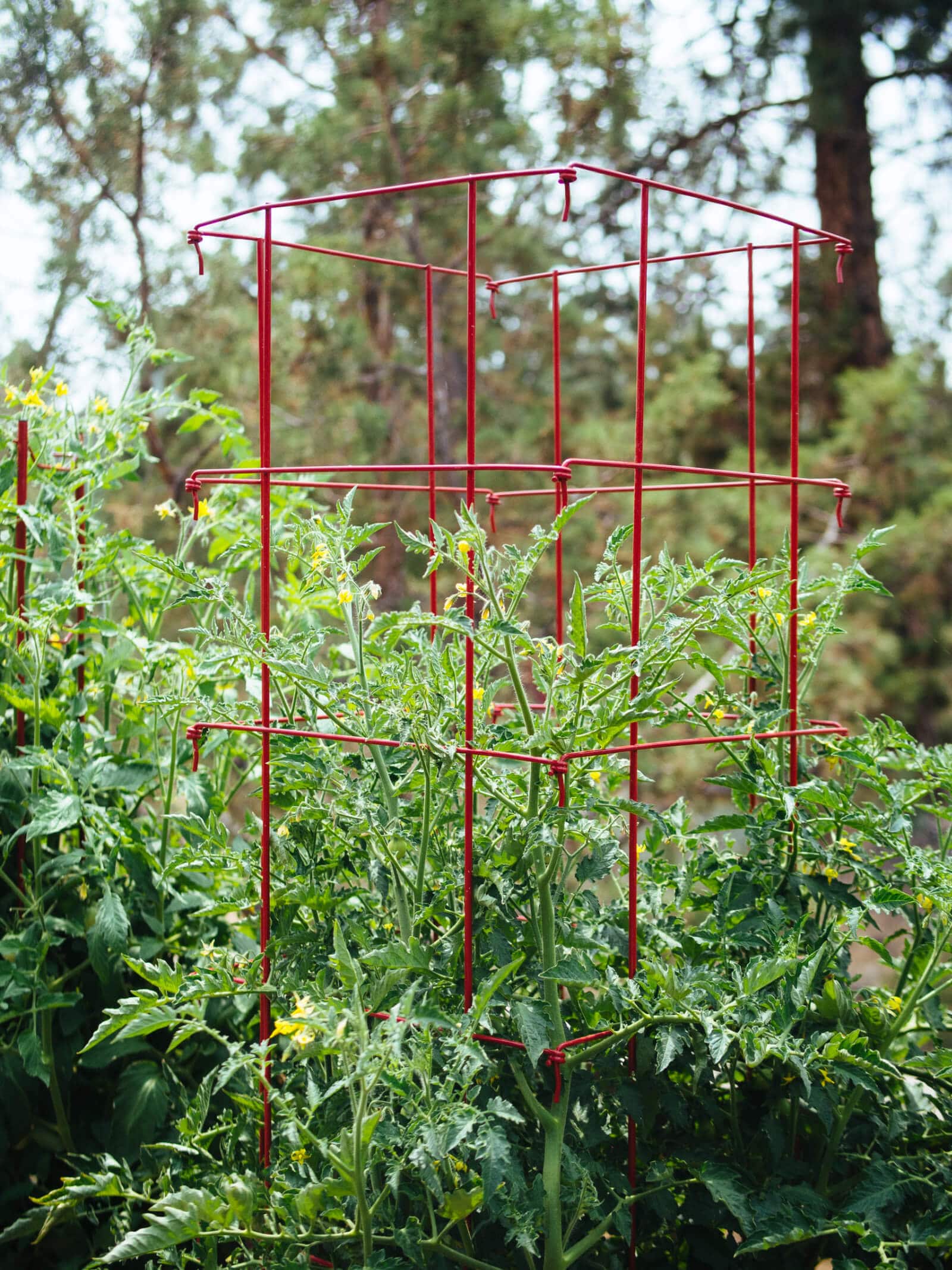 Heavy-gauge square cages help contain and support tomato plants in pots