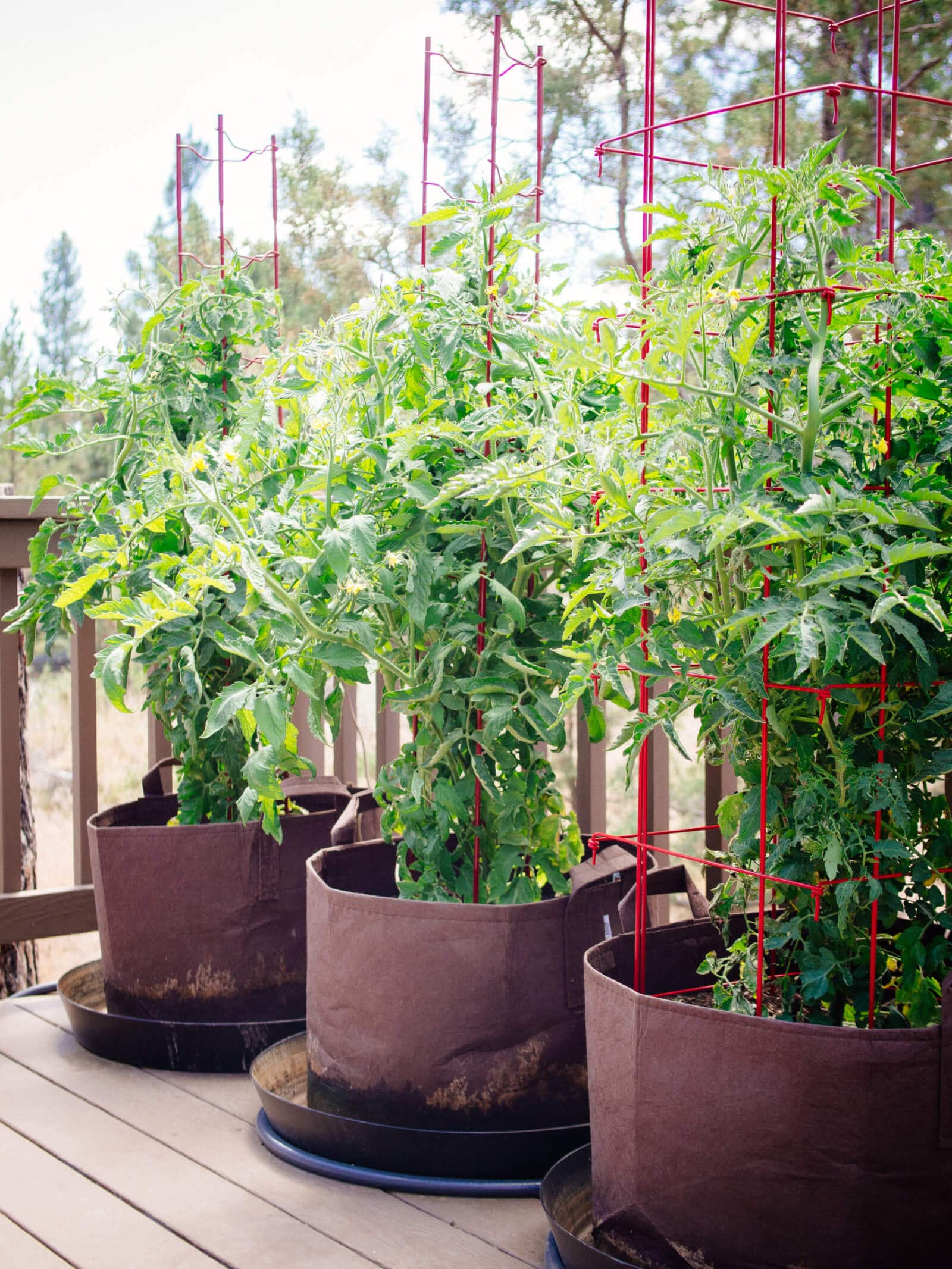 Vigorous tomato plants in pots