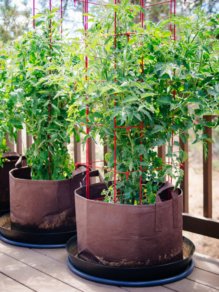 Grow Bags For Tomatoes  The How & Why - Farm to Jar