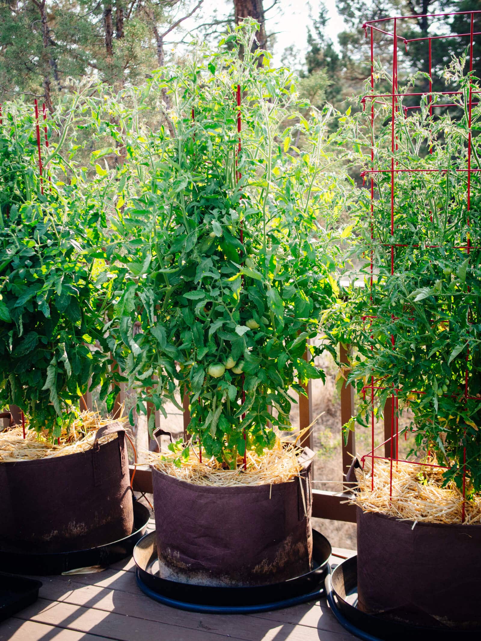 Tomato plants thriving in 20-gallon containers