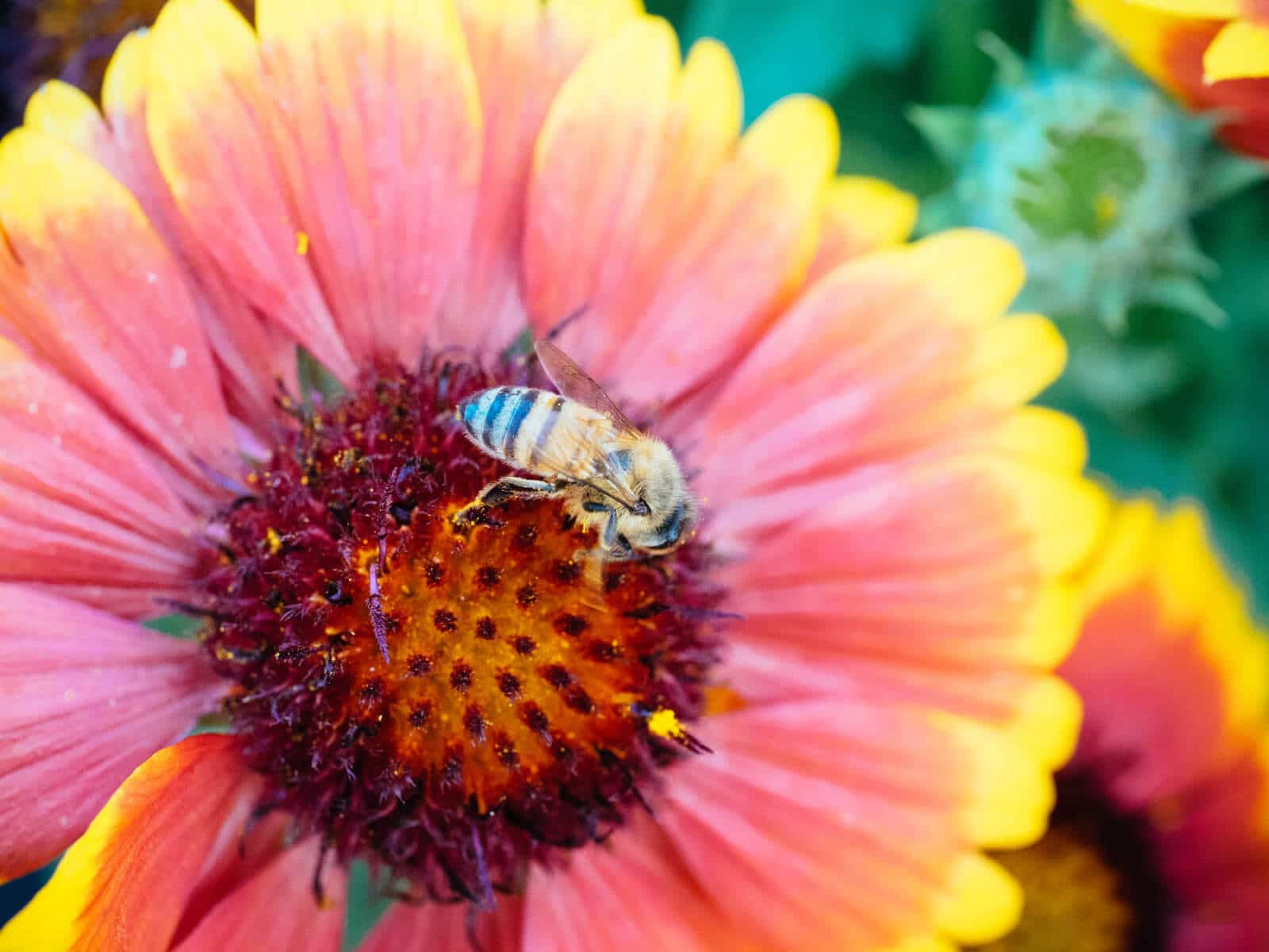 Foolproof five: the best plants to grow for bees