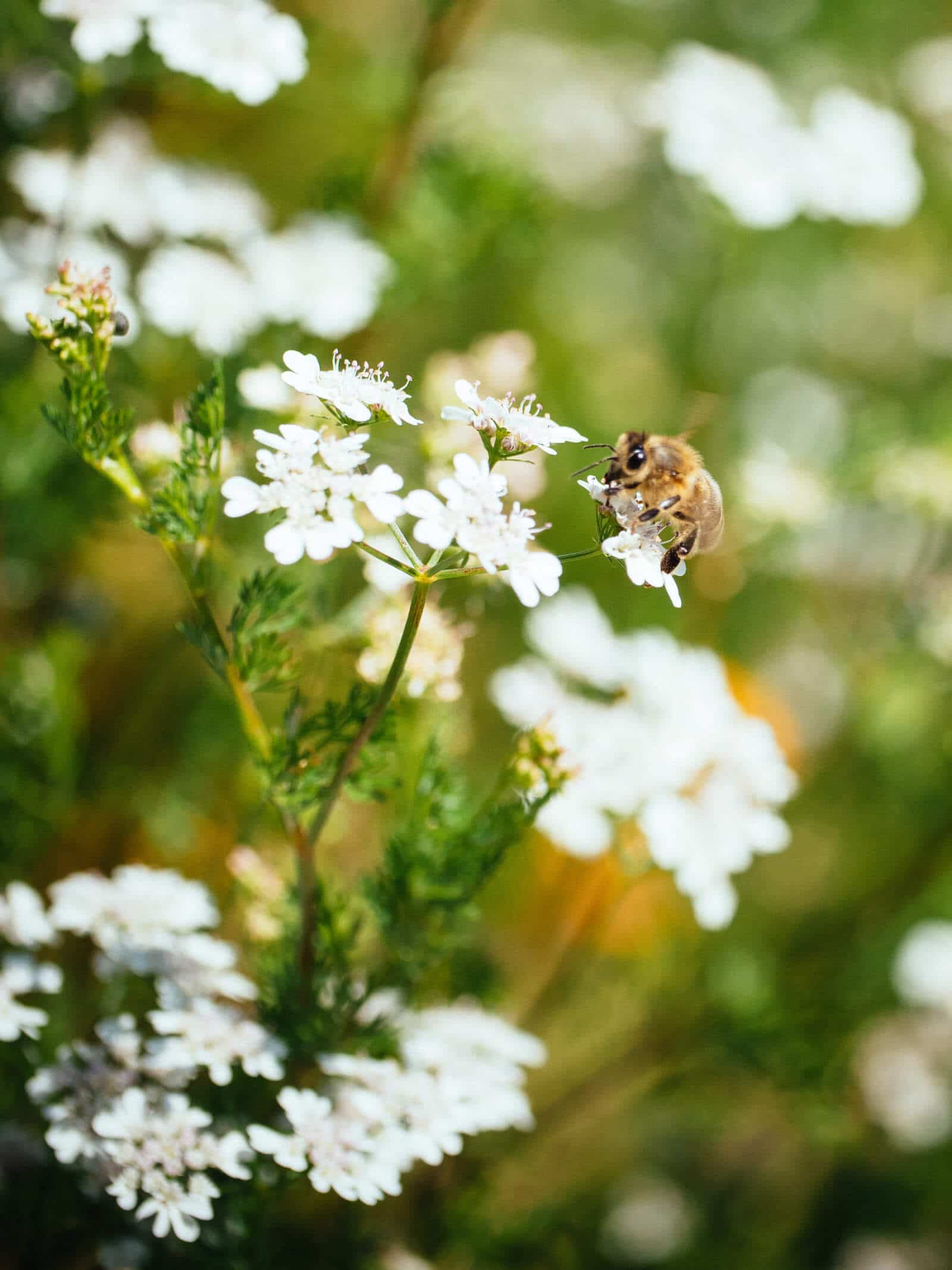 Bee on flowering cilantro