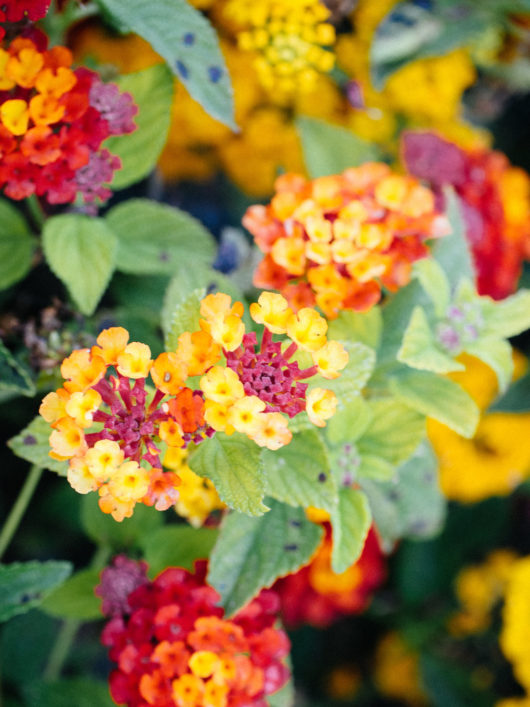 BEST FLOWERS TO GROW FOR BEES THE FOOLPROOF 5 visual data 6