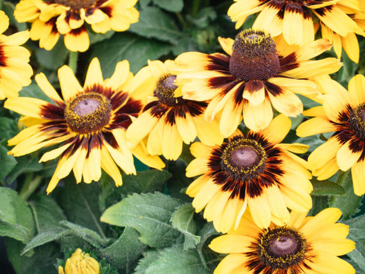 BEST FLOWERS TO GROW FOR BEES THE FOOLPROOF 5 visual data 2