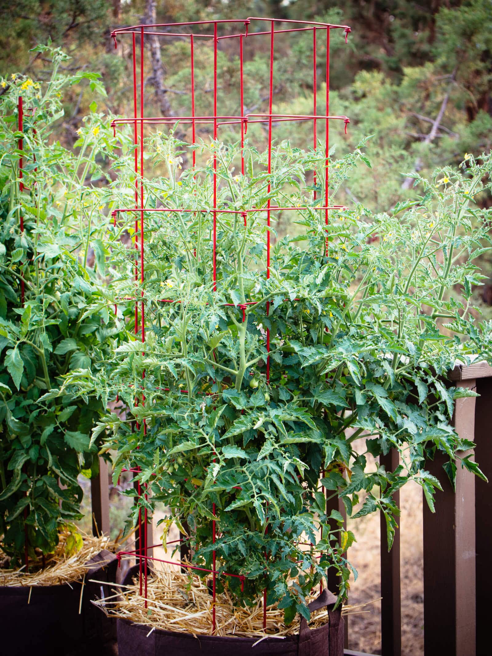 Container tomatoes mulched with straw