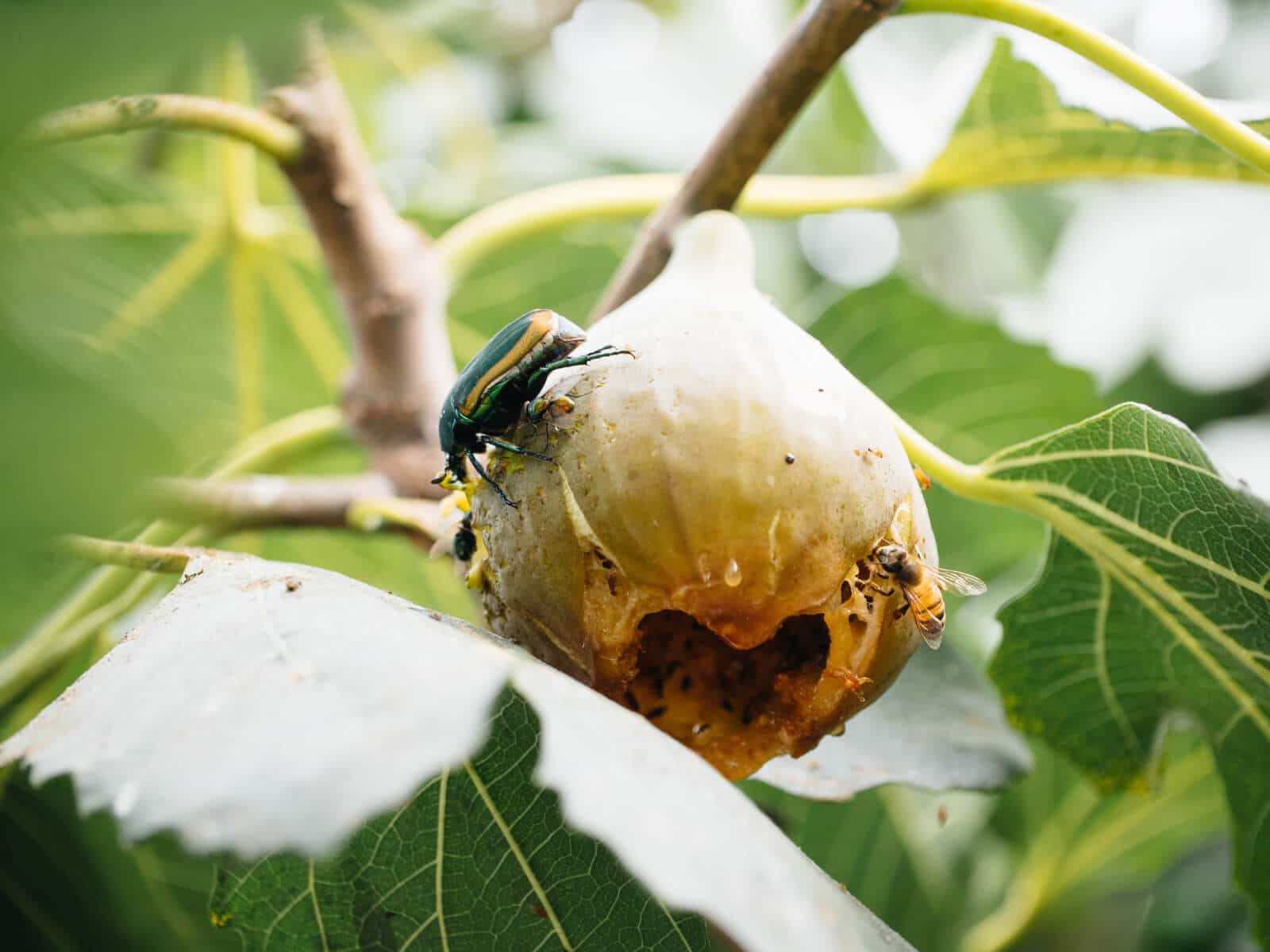 Fig beetle feeding on overripe fig