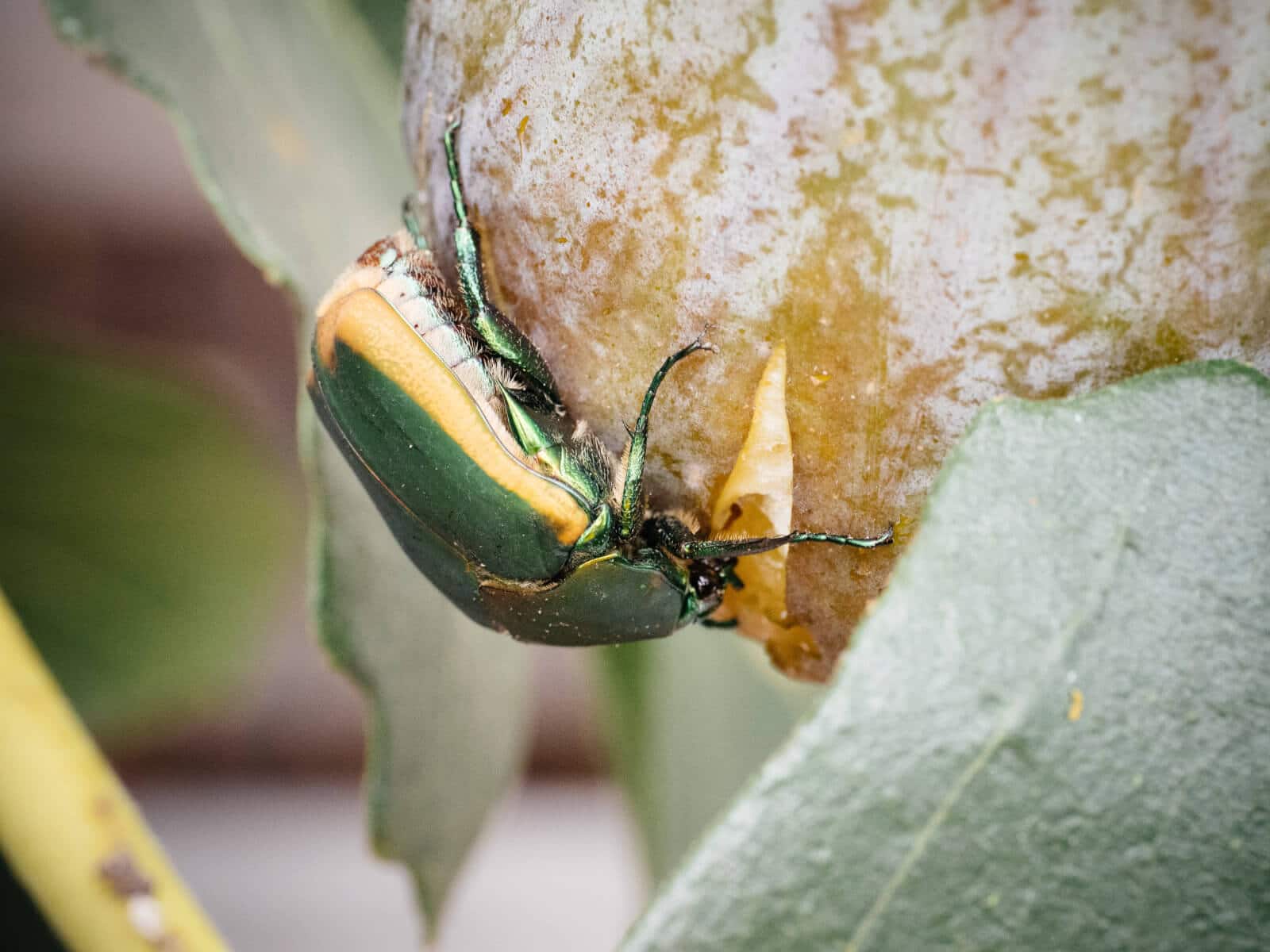 Figeater beetles are attracted to soft, overripe fruit with thin skins