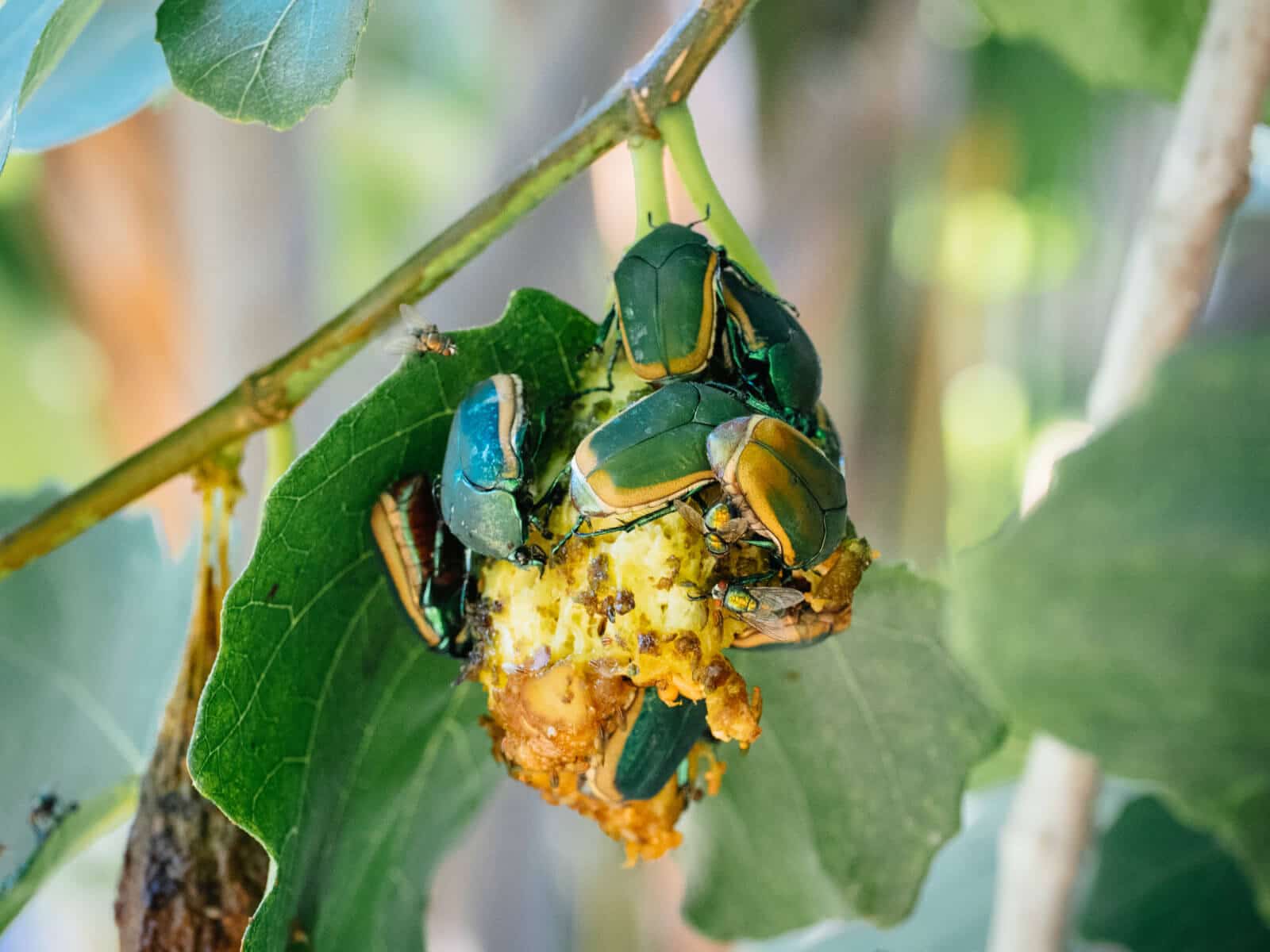 Fig beetles clustered on a rotting fig