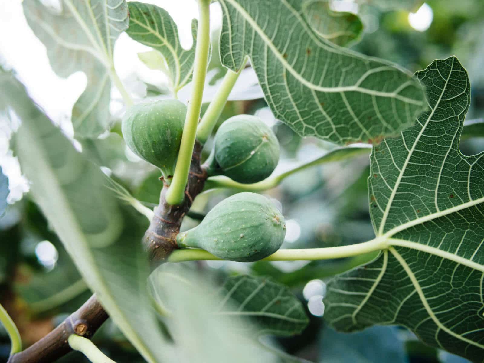 Harvest your fruits frequently to keep fig beetles off them