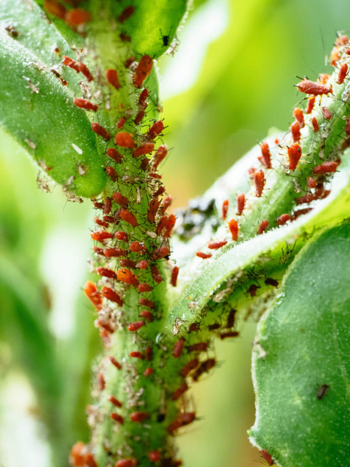 Get Rid of Aphids Naturally With These 9 Easy Solutions