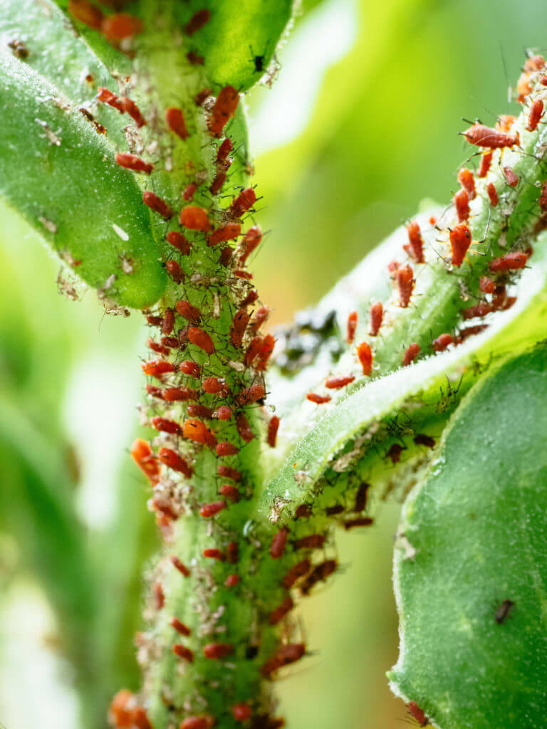 Get Rid of Aphids Naturally With These 9 No-Fail Solutions