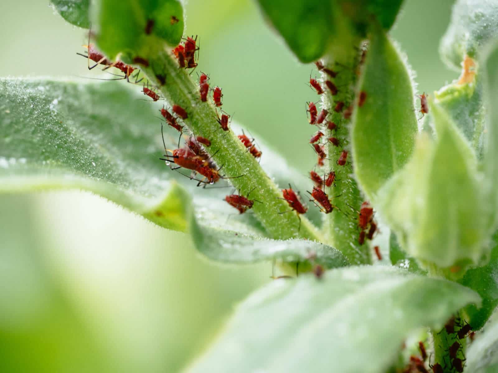 How to get rid of aphids in your garden