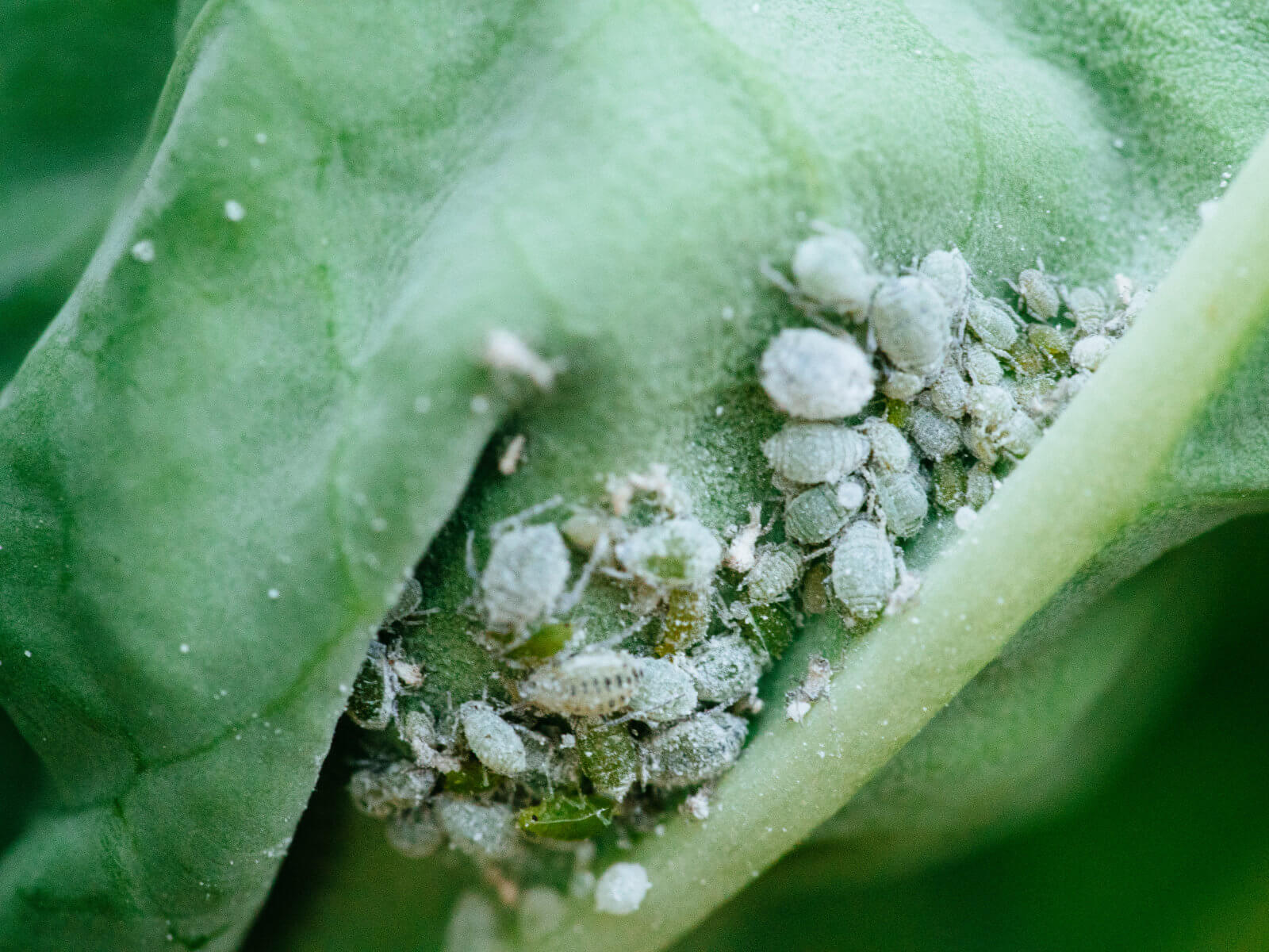 Gray aphids on the underside of a leaf