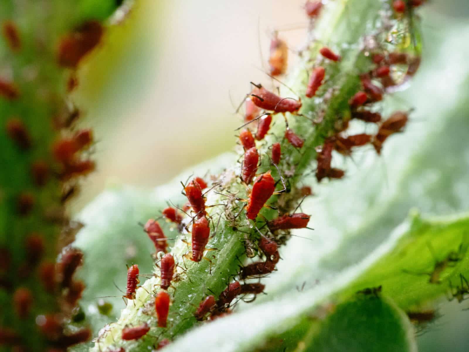 How to control aphids organically