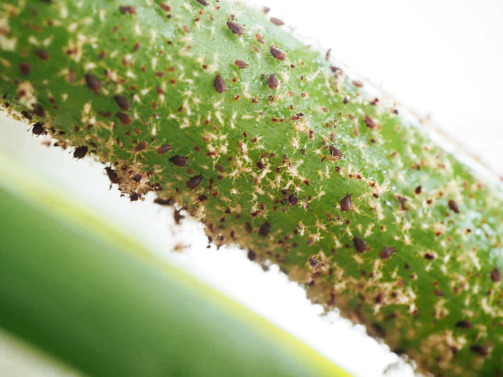 Aphid colonies reproduce rapidly