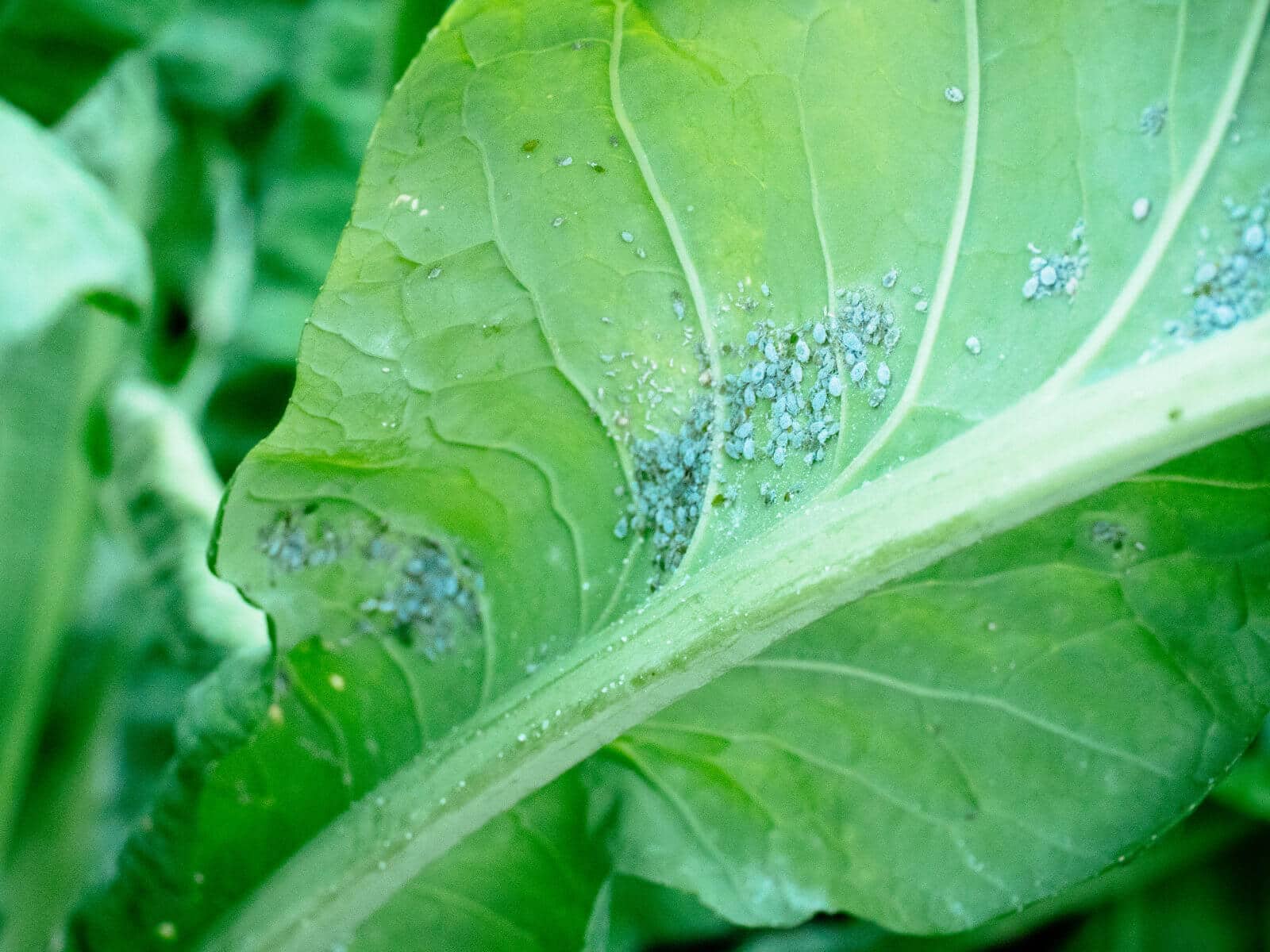 Aphid colony on a plant