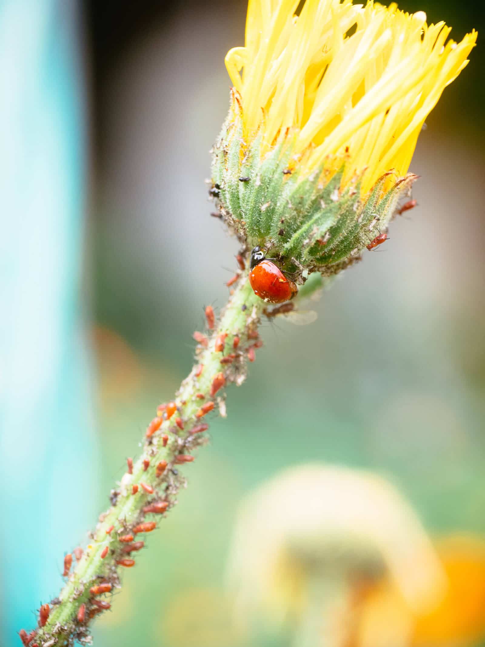 Ladybugs are natural predators of aphids