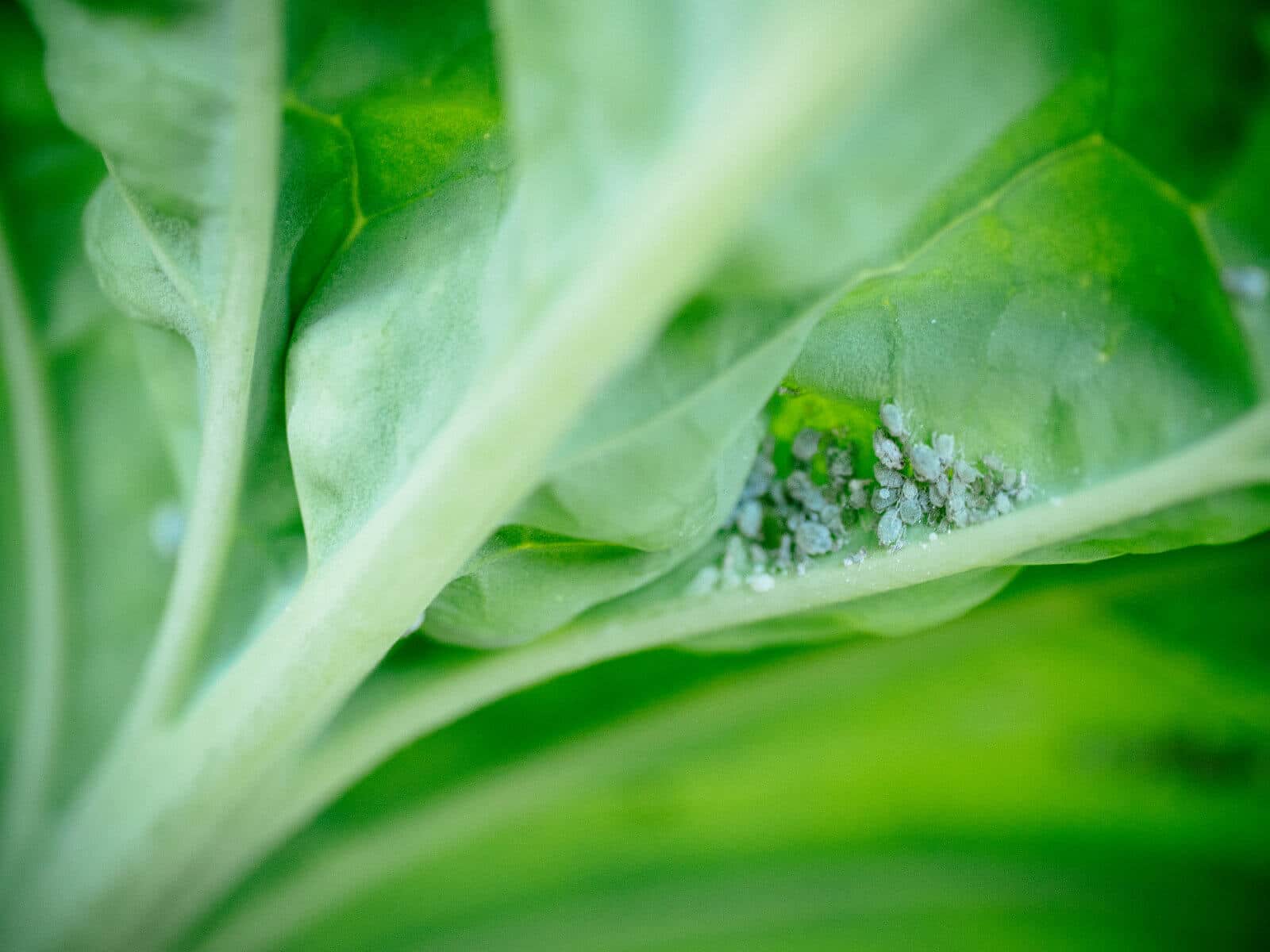 Control aphids naturally without toxic chemicals