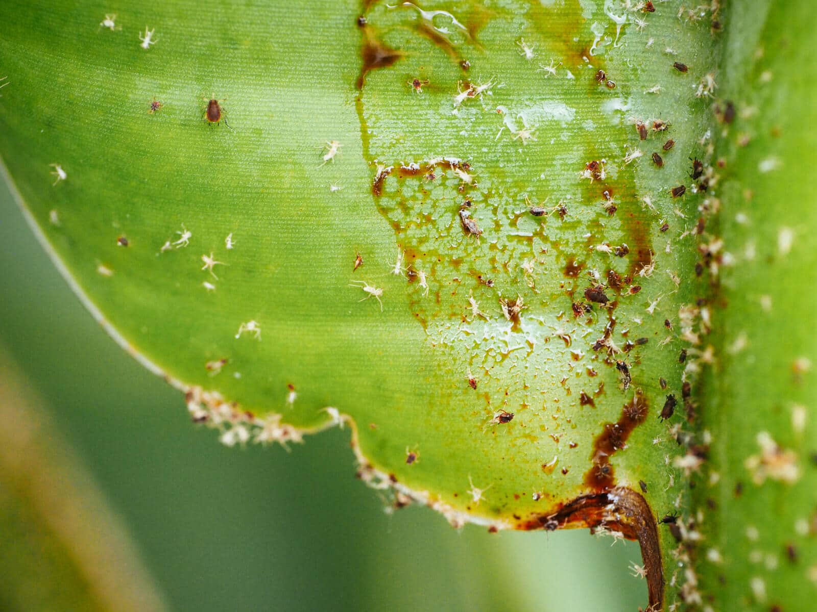 Aphids excrete a sugary liquid waste called honeydew