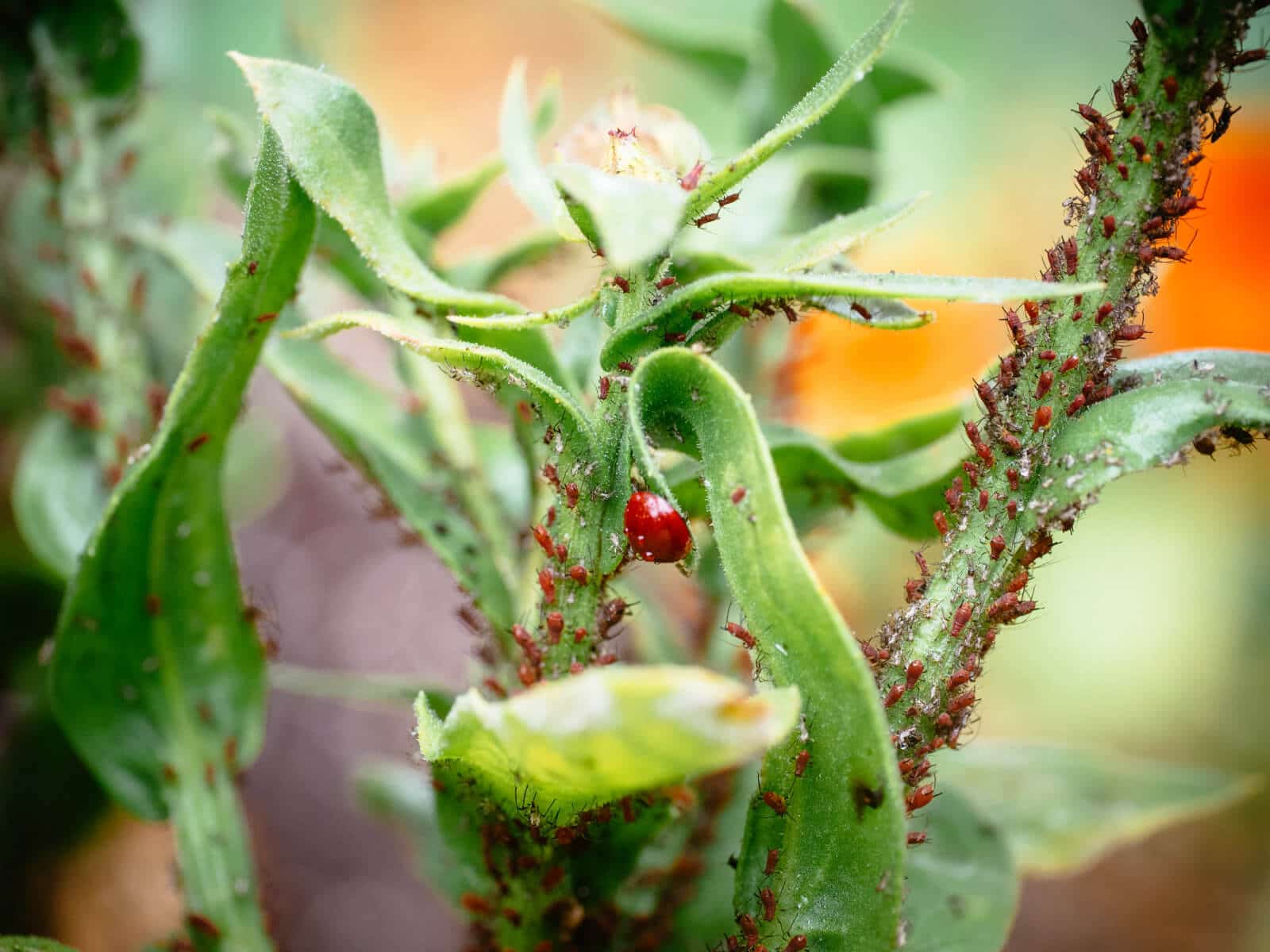 Introduce beneficial insects like ladybugs to your garden to help get rid of aphids