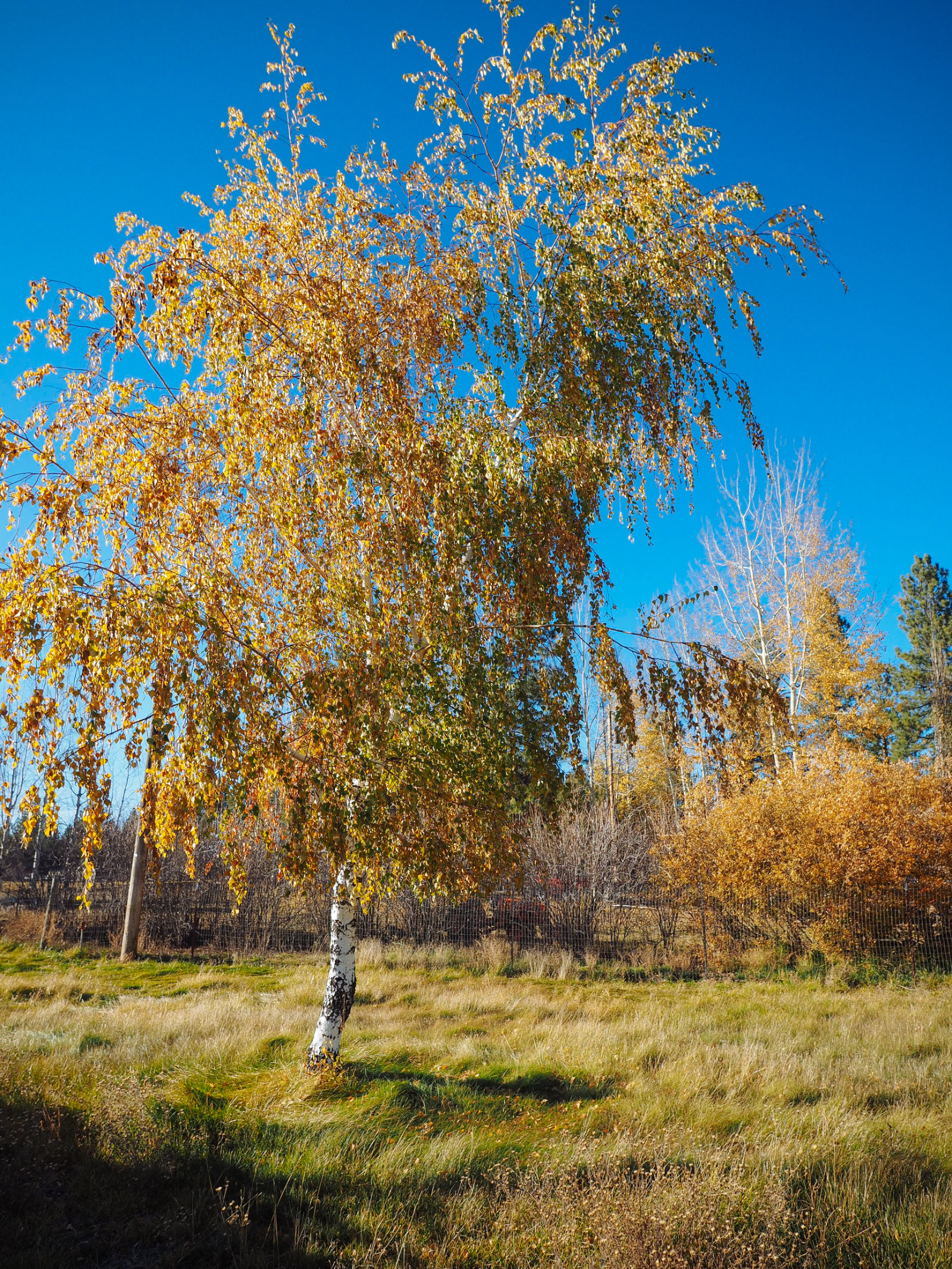 Birch and other deciduous trees on our property