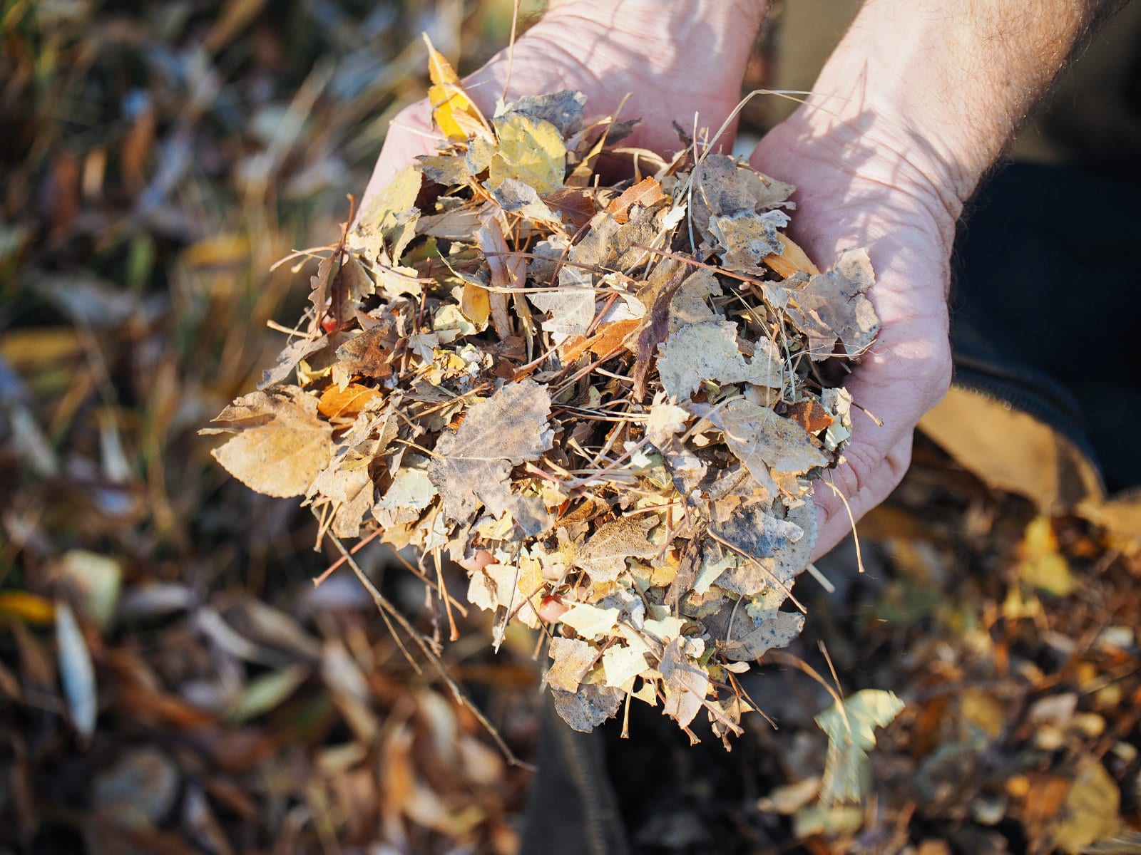 Mulched leaves can be added to a compost pile