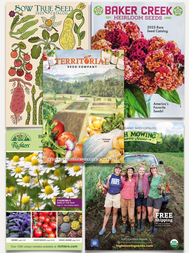 The best garden seed catalogs