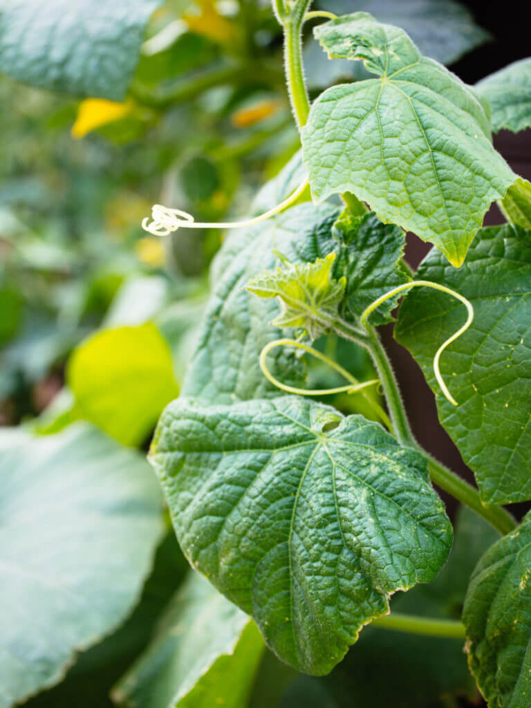 11 Vegetables You Grow That You Didn’t Know You Could Eat