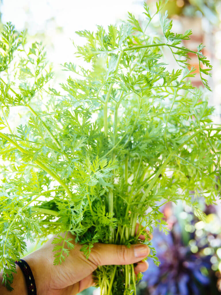 11 Vegetables You Grow That You Didn’t Know You Could Eat – Garden Betty